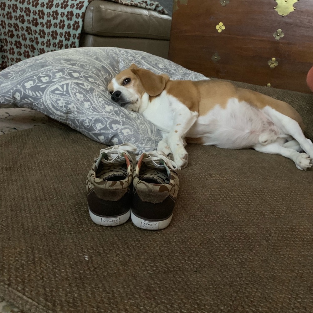 COACH sneakers - Picture 2 of 6